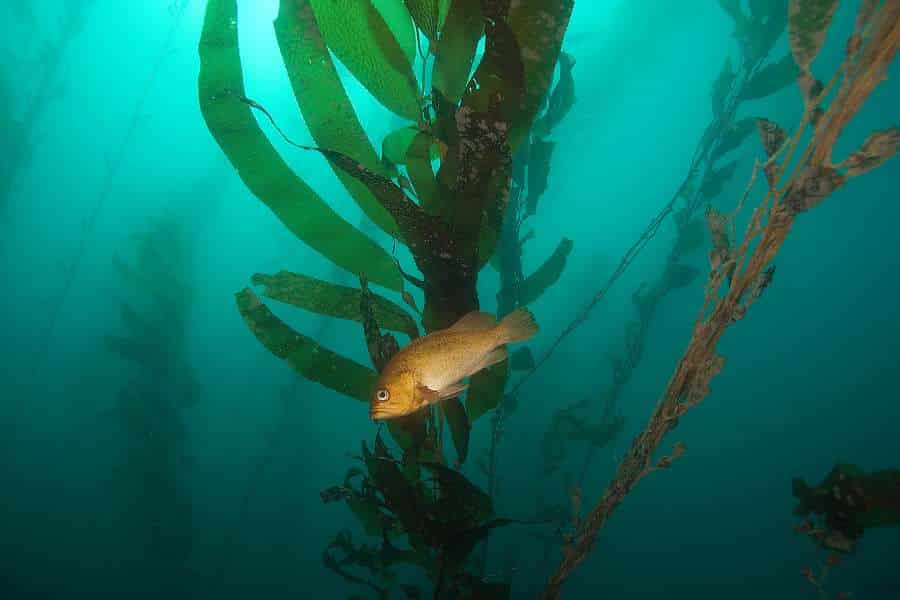 Catalina Island Sub Tour